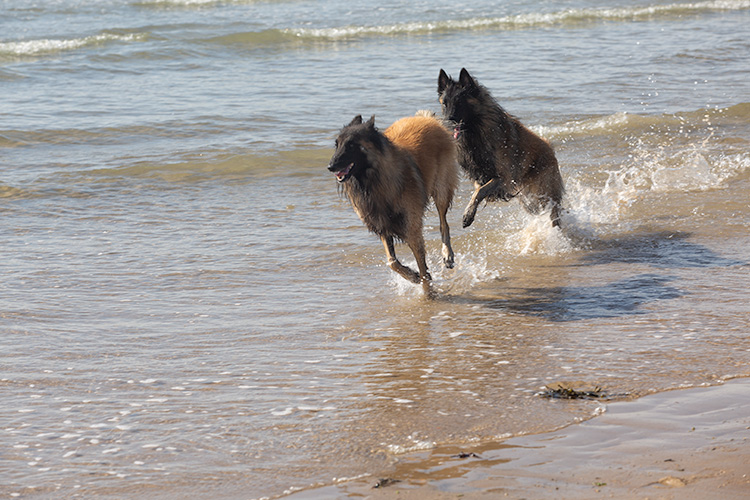 Wandeling Zoutelanden